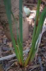 Dianella longifolia longifolia