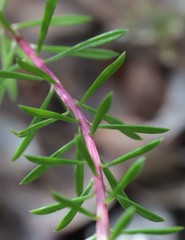 Stylidium rhynchocarpum