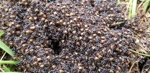 Double-Spined Dolly Ant photo 2