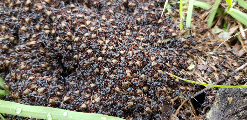 Double-Spined Dolly Ant
