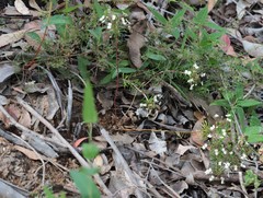 Stylidium rhynchocarpum