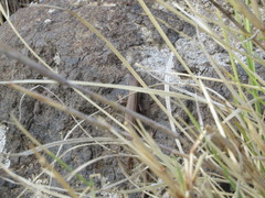 Heremites vittatus
