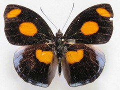 Catonephele numilia esite