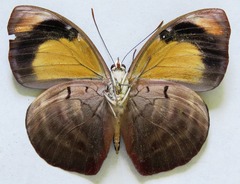 Catonephele numilia esite