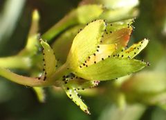 Hypericum nummularium