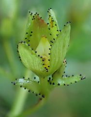 Hypericum nummularium