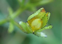 Hypericum nummularium