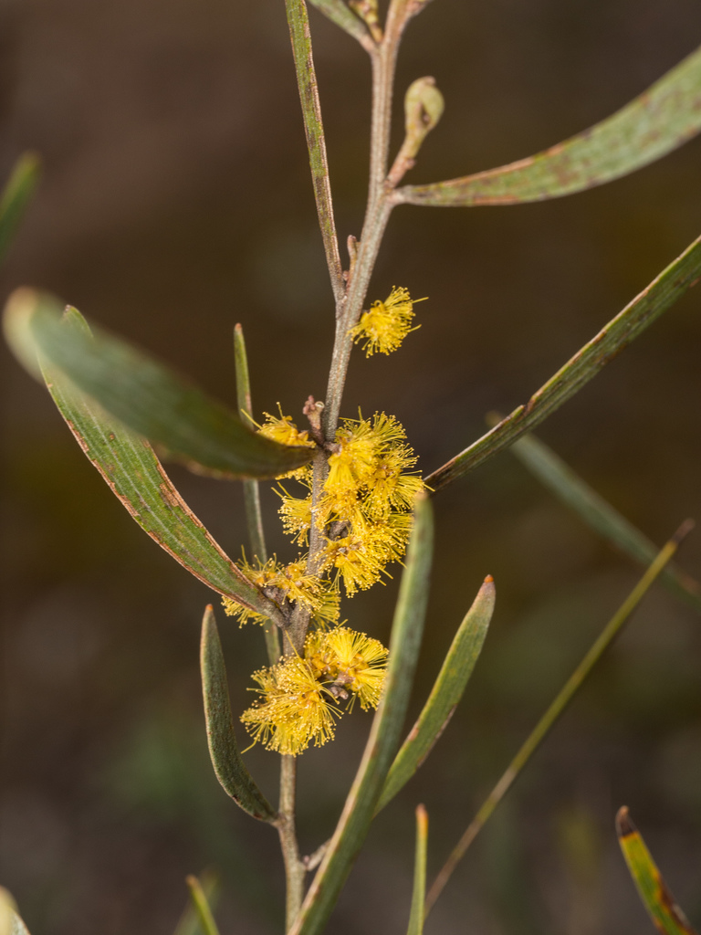 Dawson's Wattle