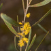 Dawson's Wattle - Photo (c) Kaitlyn, some rights reserved (CC BY-NC), uploaded by Kaitlyn