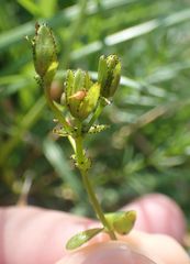 Hypericum nummularium