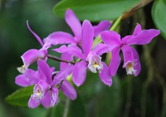 Cattleya harrisoniana