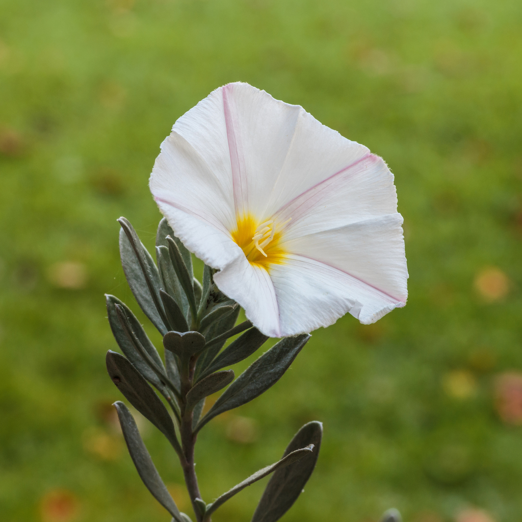 Silverbush