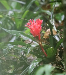 Billbergia pyramidalis