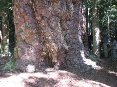 Agathis atropurpurea