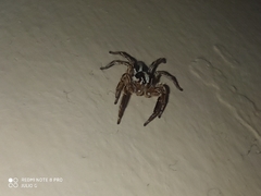 Plexippus paykulli