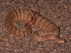 Crotalus tigris