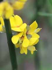 Sphaerolobium medium