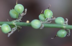 Sphaerolobium medium