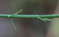 Sphaerolobium medium