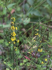 Sphaerolobium medium