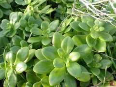author not stated, no rights reserved Sedum confusum, photograph author not stated, no rights reserved