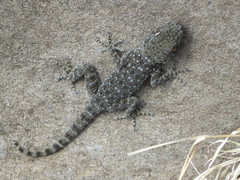 Ptyodactylus puiseuxi