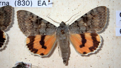 Catocala puerpera