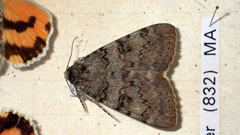 Catocala puerpera