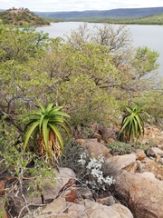 Aloe angelica