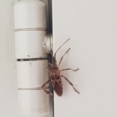 Leptoglossus occidentalis
