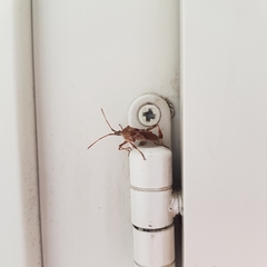 Leptoglossus occidentalis