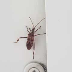 Leptoglossus occidentalis