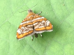 Choreutis orthogona