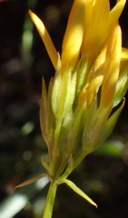Sebaea stricta
