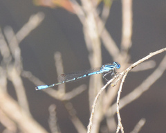 Austroagrion cyane
