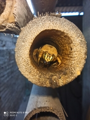 Neoxylocopa