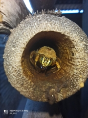 Neoxylocopa