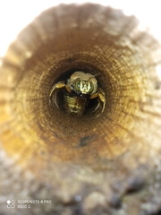 Neoxylocopa