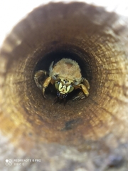 Neoxylocopa