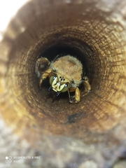 Neoxylocopa