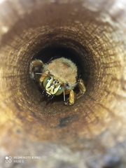 Neoxylocopa