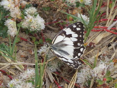 Melanargia titea