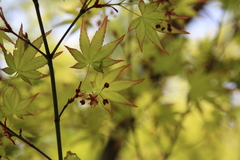 Acer palmatum