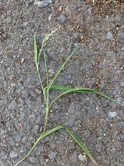 Ehrharta erecta erecta