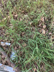 Ehrharta erecta erecta