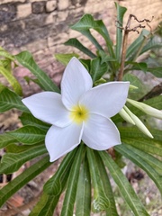 Plumeria pudica