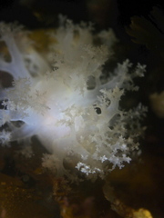 Dendronotus lacteus