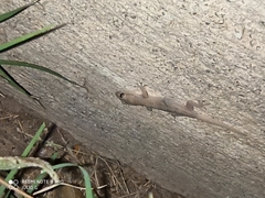 Hemidactylus frenatus
