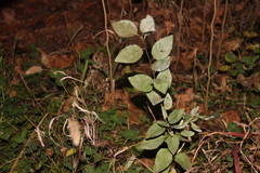 Prunus cerasifera