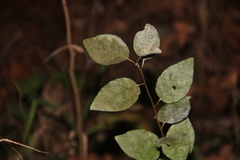 Prunus cerasifera